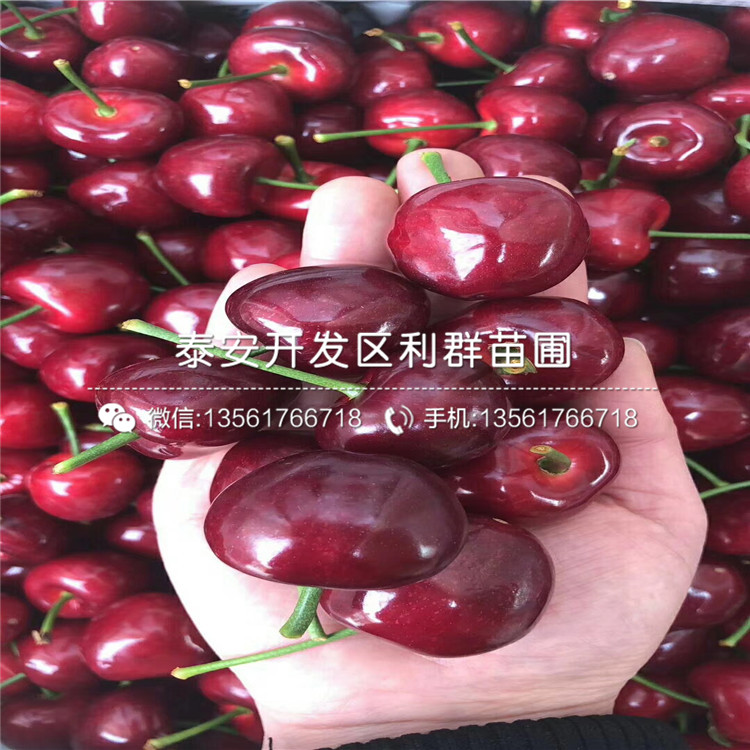 2019年大國光蘋果樹苗報價、今年大國光蘋果樹苗價格是多少