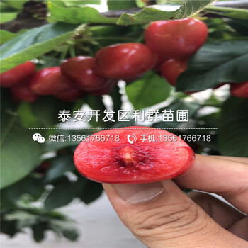 山東美國大紅李子樹苗批發(fā)價(jià)格、山東美國大紅李子樹苗出售基地