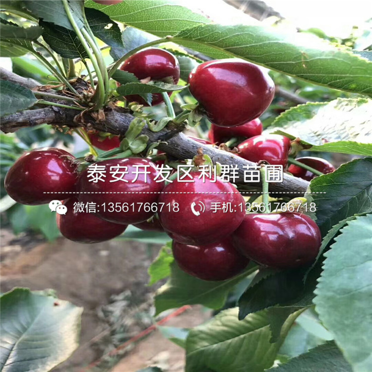 2019年2018年藍(lán)莓苗品種