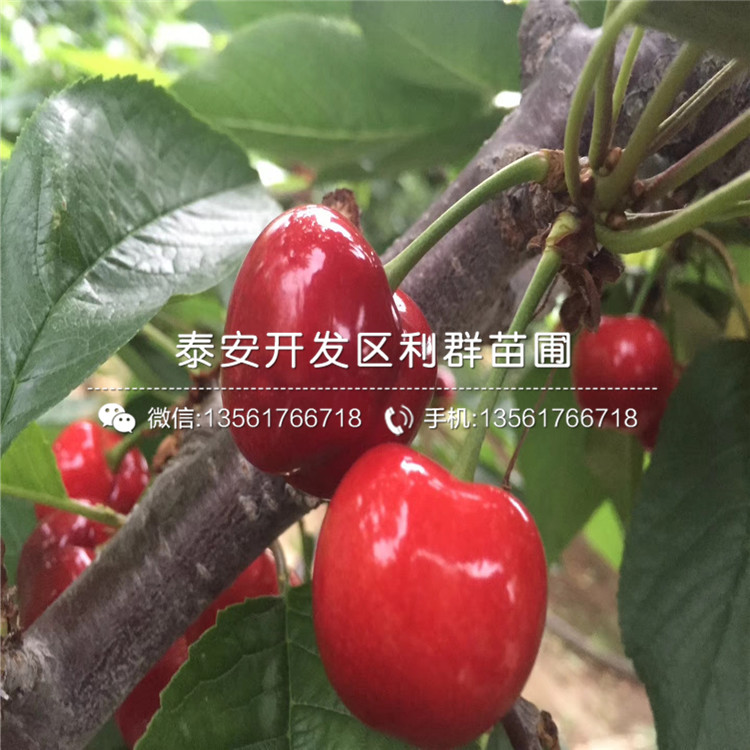 山東0.8公分花椒樹苗報(bào)價(jià)