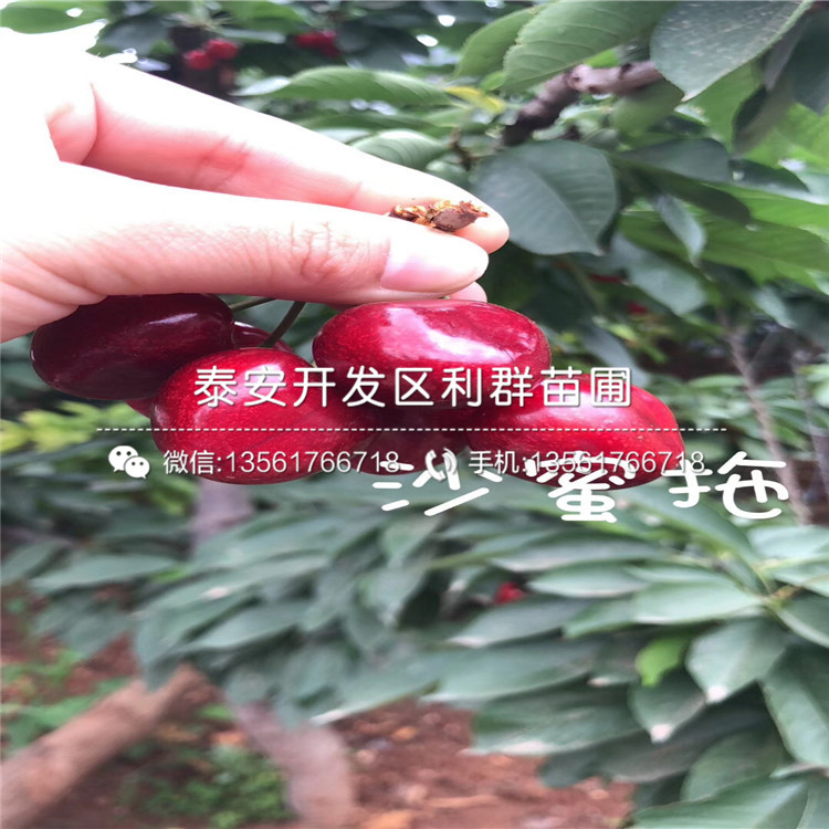 瑪斯義陶芬無花果樹苗新品種