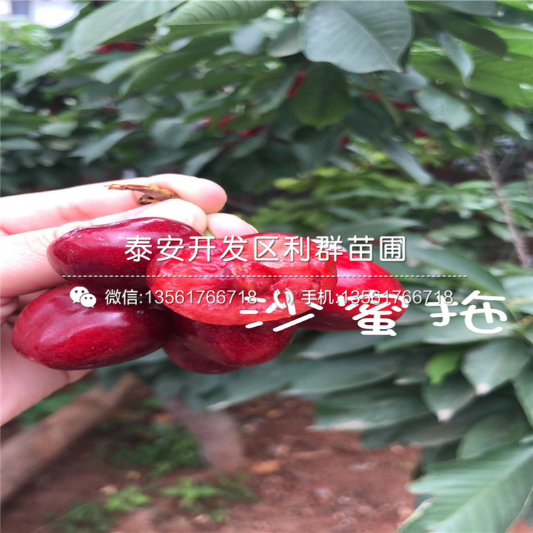哪里有賣矮化m26蘋果樹苗、矮化m26蘋果樹苗價(jià)格多少