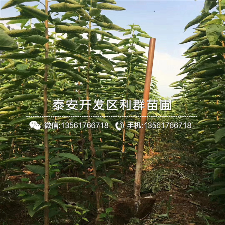 2019年庫(kù)爾勒香梨樹(shù)苗、庫(kù)爾勒香梨樹(shù)苗多少錢一棵