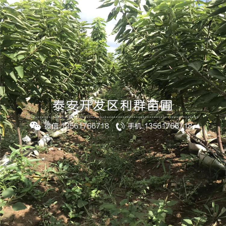 新品种泰山板栗苗出售