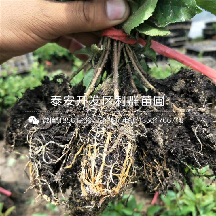 新品種4公分香椿樹苗、新品種4公分香椿樹苗價格
