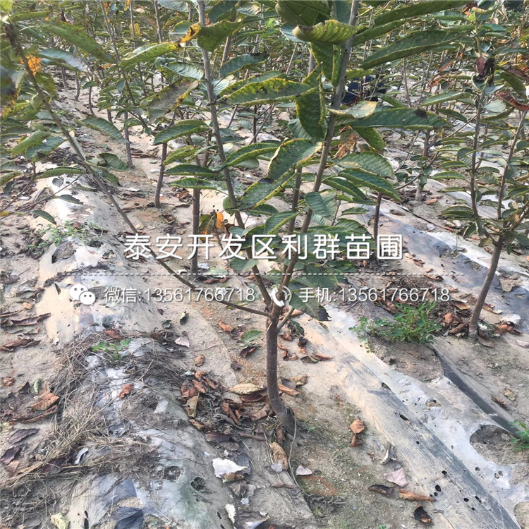 山東大棚紅芽香椿苗報(bào)價(jià)、山東大棚紅芽香椿苗多少錢一棵