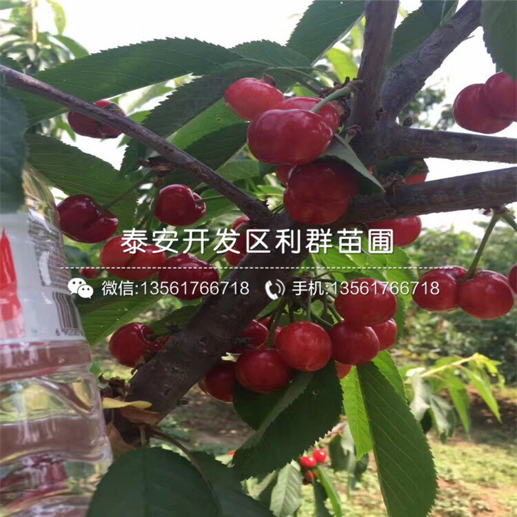 黄心无花果苗什么价格