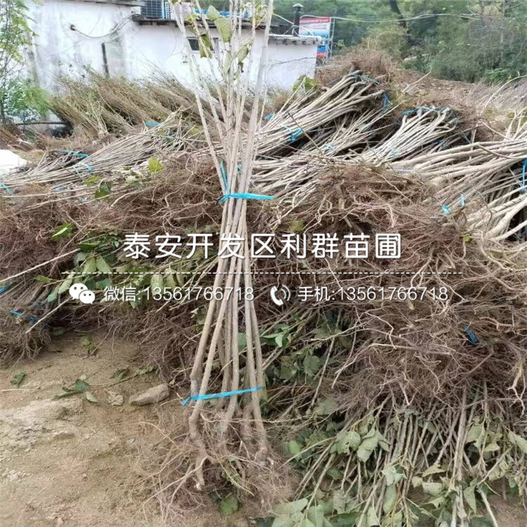 山東m26蘋果樹苗、山東m26蘋果樹苗價格