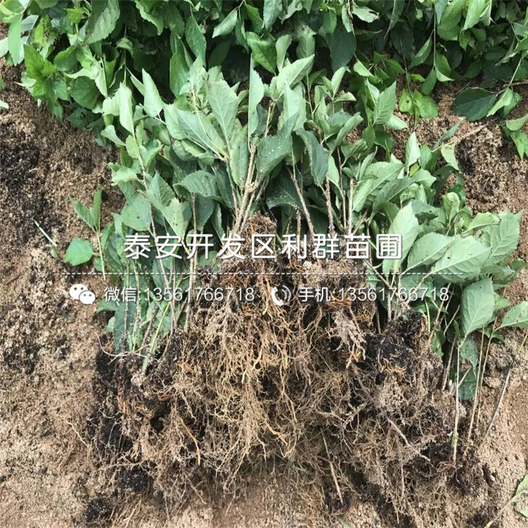 板栗樹哪里有賣、板栗樹價(jià)格是多少