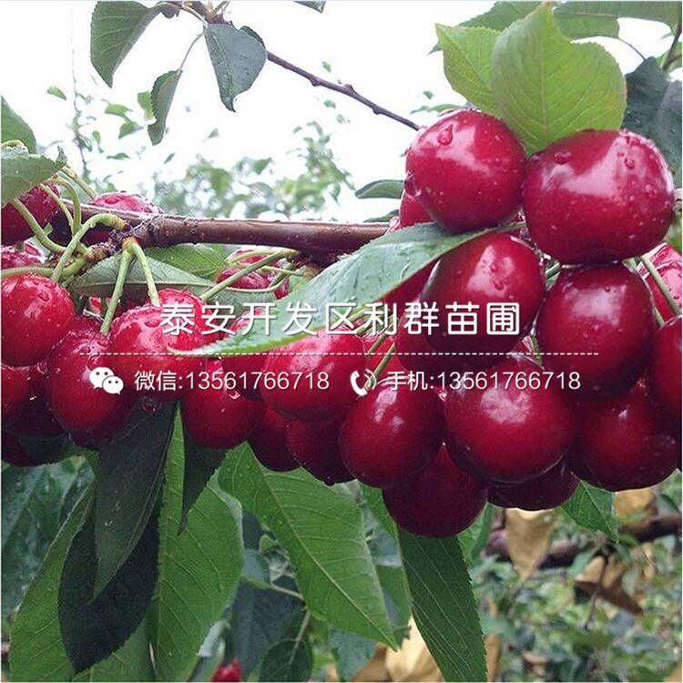 山東批發(fā)花椒苗報價、山東批發(fā)花椒苗價格多少
