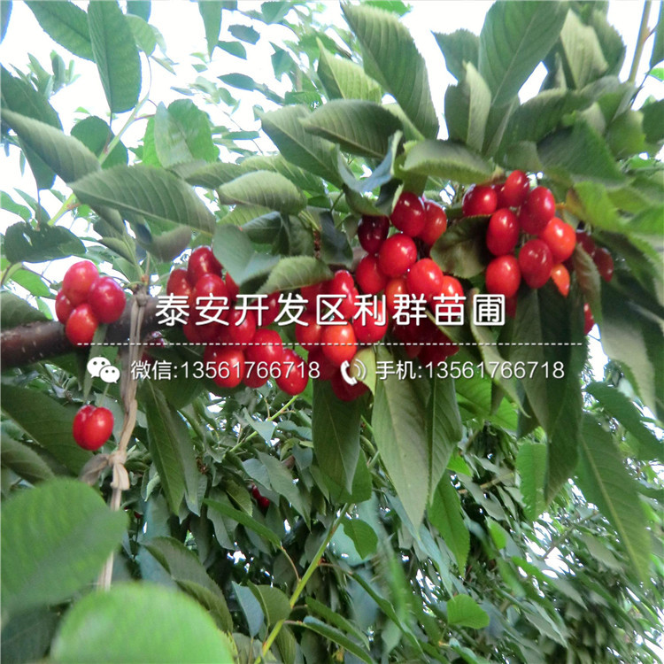 2019年石豐板栗樹苗基地