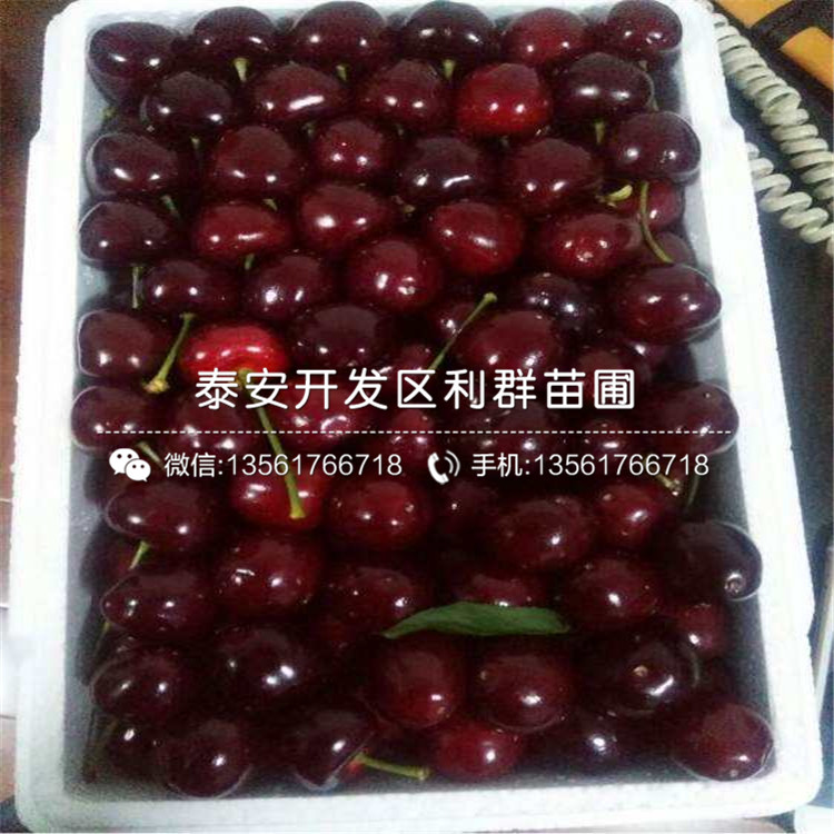 2019年批發(fā)梨苗價(jià)格、批發(fā)梨苗批發(fā)價(jià)格