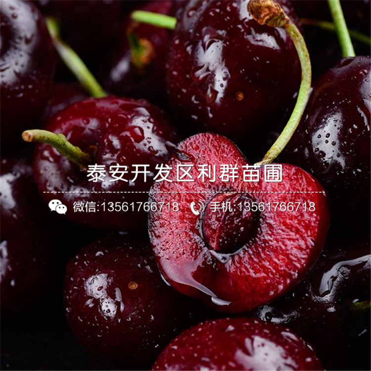 鳳凰李子樹苗報(bào)價(jià)、鳳凰李子樹苗價(jià)格多少