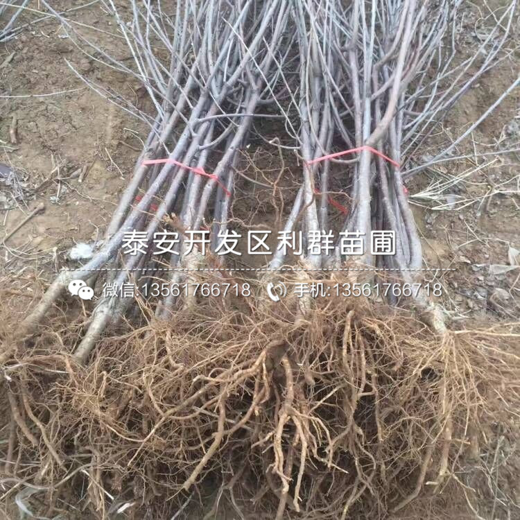 山东苹果树苗批发价格、山东苹果树苗批发基地