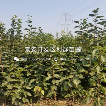 新品種齊佩瓦藍(lán)莓苗、齊佩瓦藍(lán)莓苗多少錢一棵