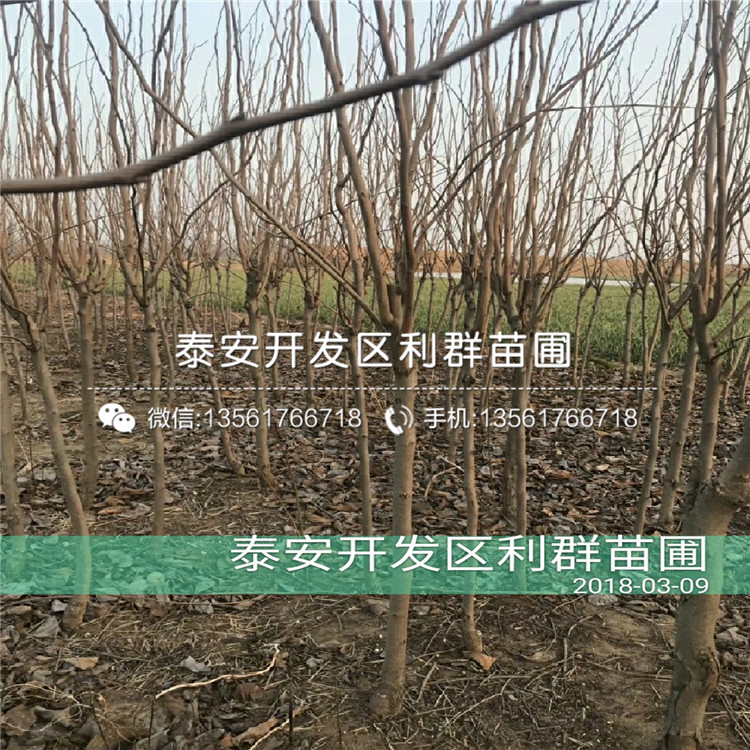 紅蜜脆蘋果樹苗報(bào)價(jià)、紅蜜脆蘋果樹苗多少錢一棵