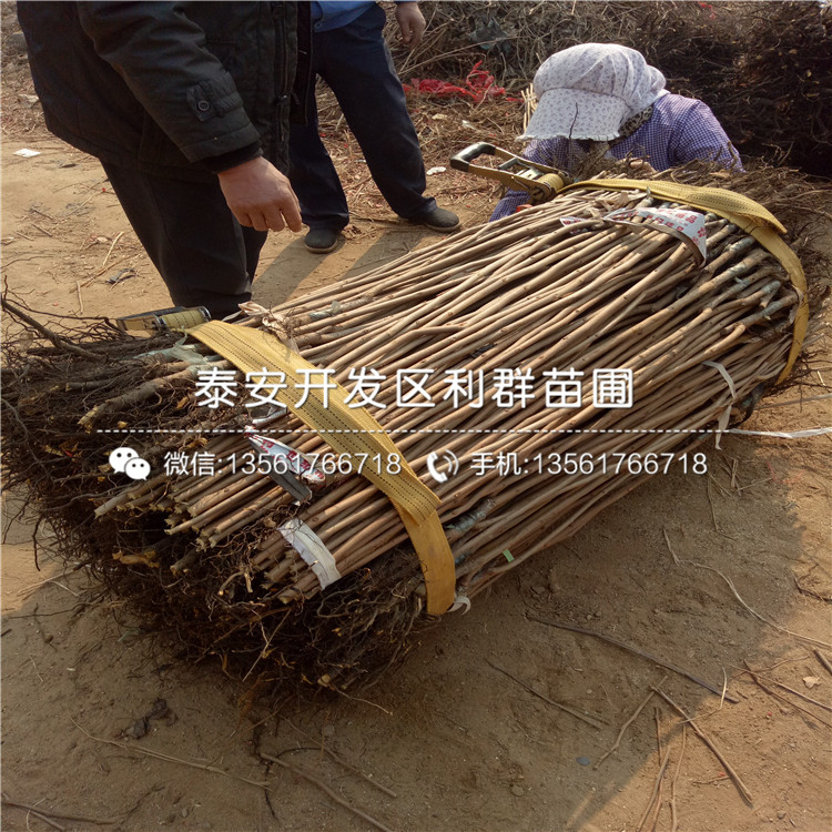 火晶柿子樹苗出售、火晶柿子樹苗出售基地