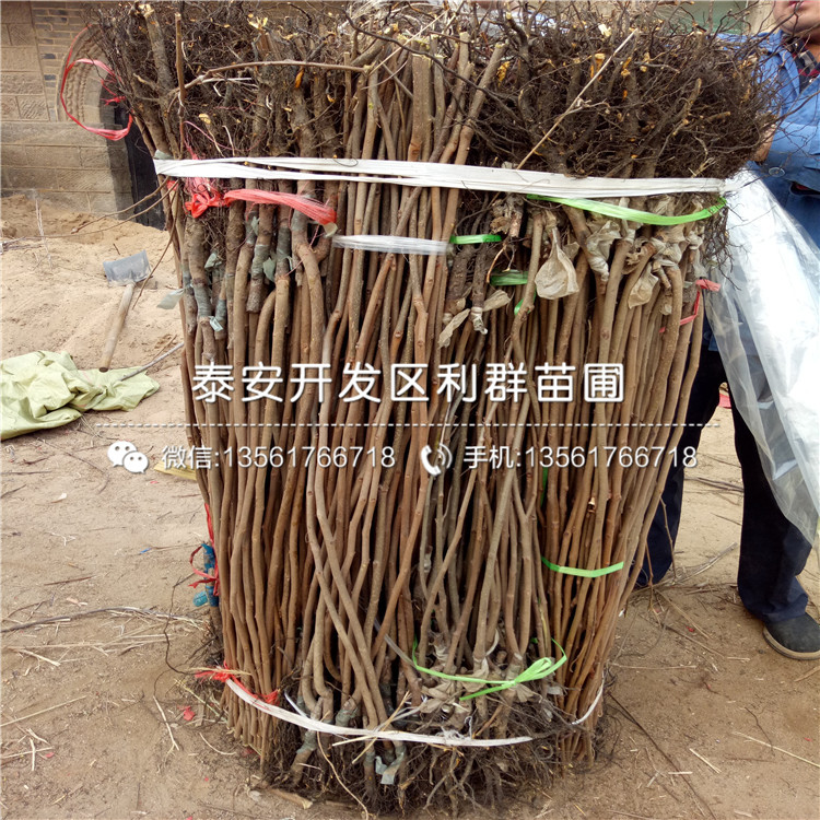 泰山紅板栗樹(shù)苗新品種、2019年泰山紅板栗樹(shù)苗多少錢