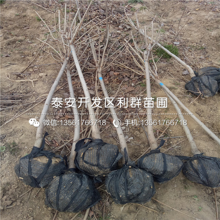 5公分艾克塔蓝莓树苗多少钱一棵