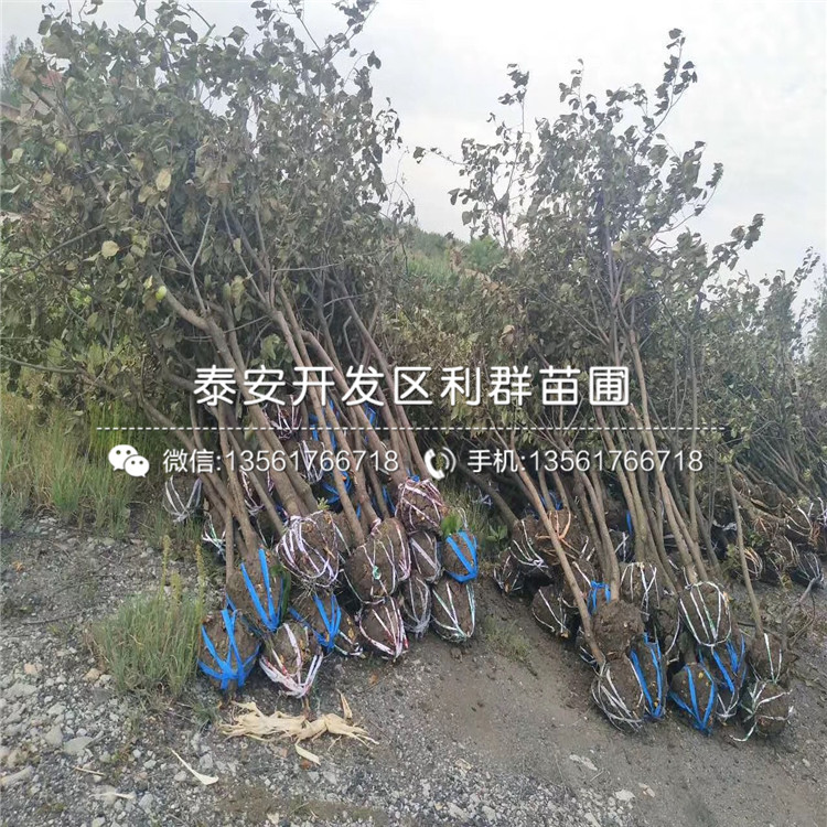 珠寶藍(lán)莓樹苗批發(fā)價(jià)格、2019年珠寶藍(lán)莓樹苗價(jià)格是多少
