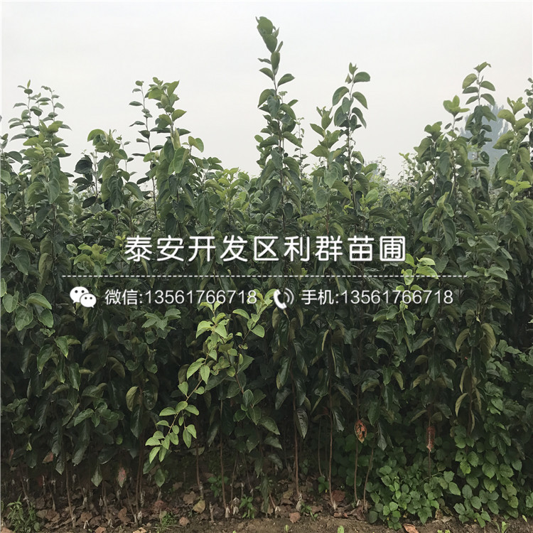 山東布萊登藍莓苗出售價格多少