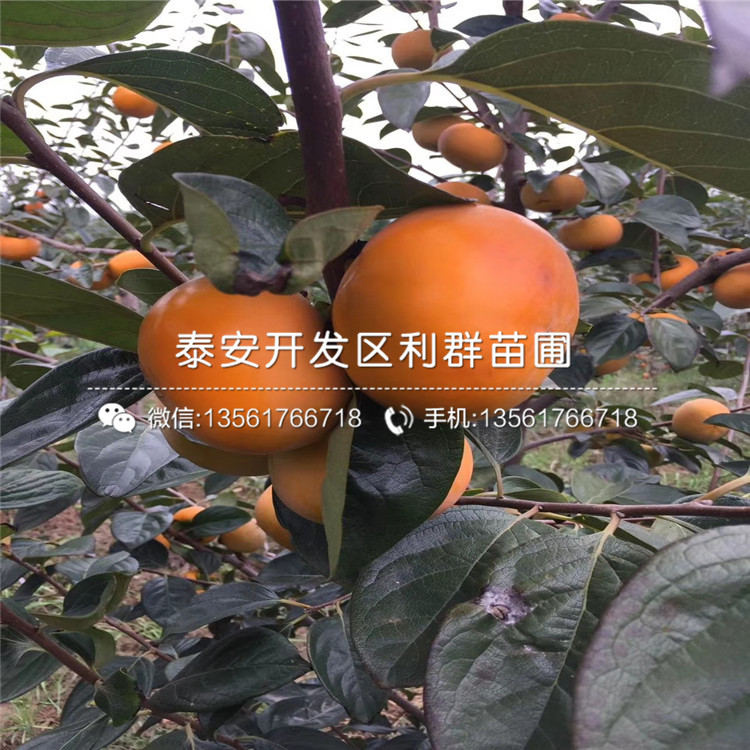 海岸藍(lán)莓苗市場(chǎng)報(bào)價(jià)、海岸藍(lán)莓苗多少錢一棵