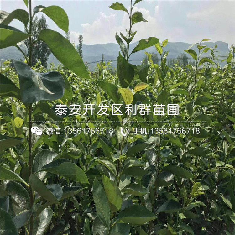 山東糖心蘋果苗多少錢一棵、山東糖心蘋果苗基地