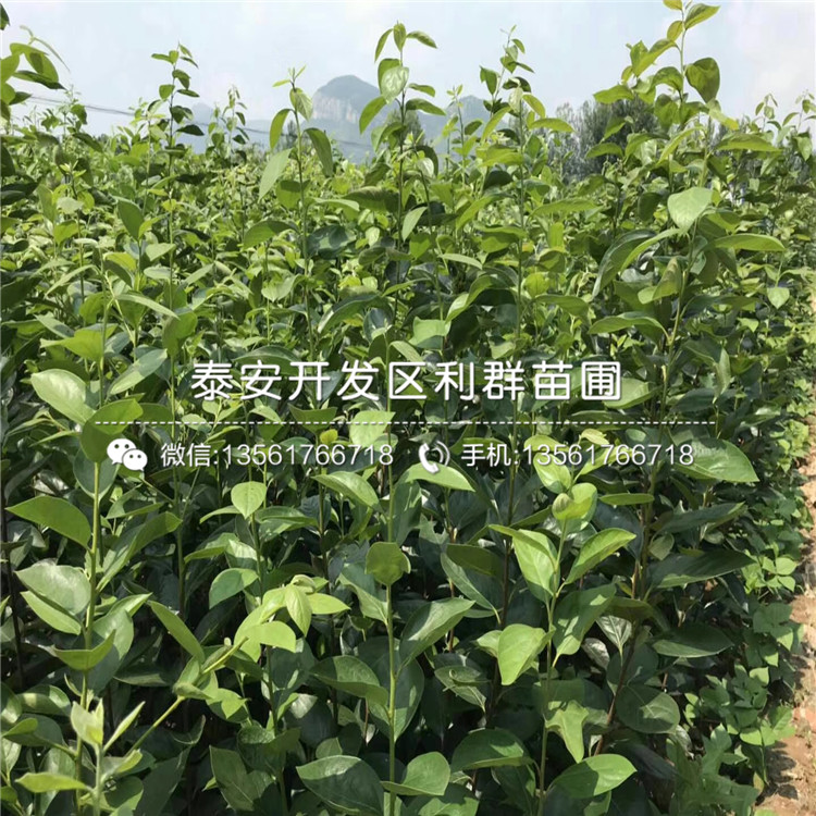 新品種梨樹價(jià)格