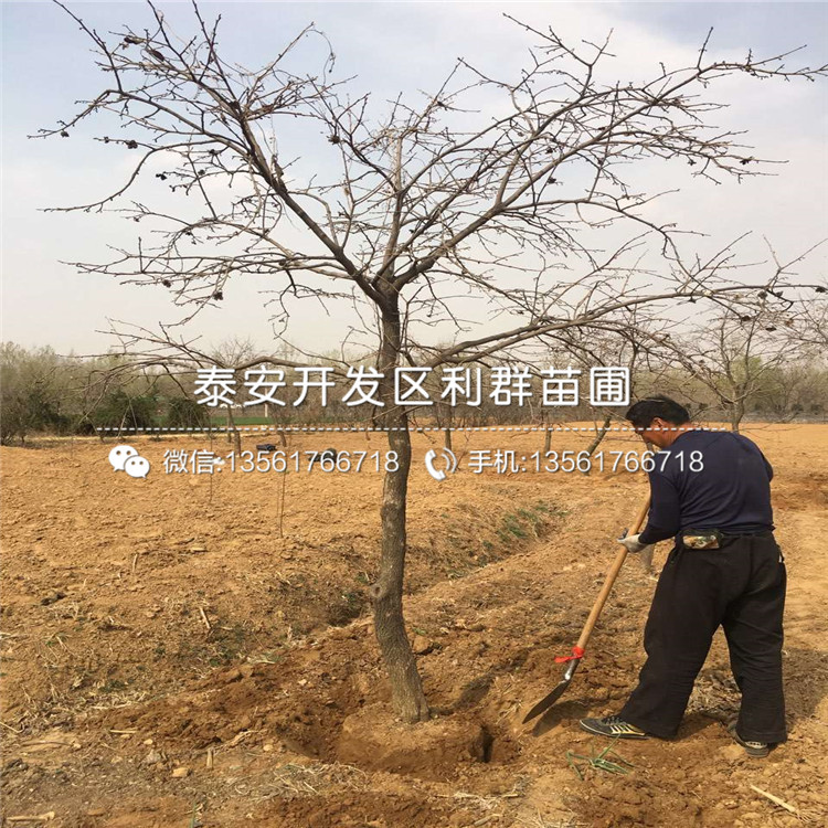 山東紅肉李子苗多少錢一棵、山東紅肉李子苗批發(fā)