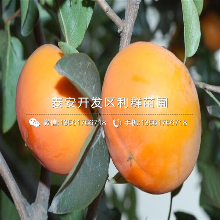 山東瞳仁藍(lán)莓樹苗出售價格、山東瞳仁藍(lán)莓樹苗批發(fā)基地