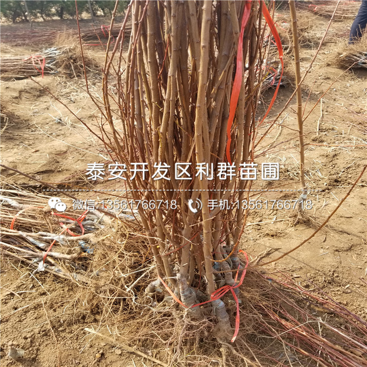 短枝矮化蘋果樹苗多少錢一棵、短枝矮化蘋果樹苗批發(fā)價格