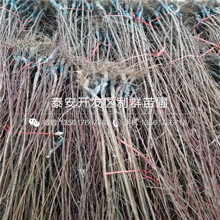 2019年6公分板栗樹苗、2019年6公分板栗樹苗基地