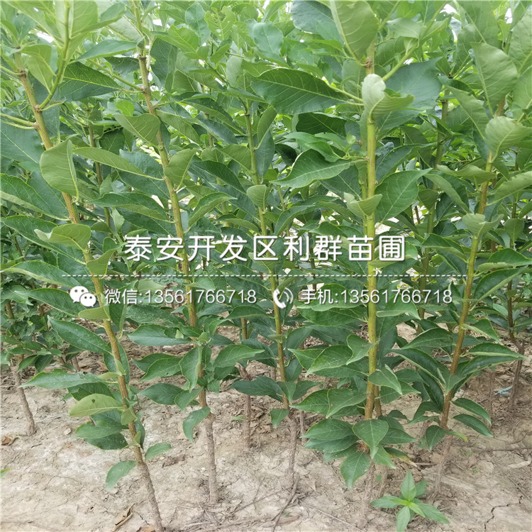 6公分苹果苗哪里批发