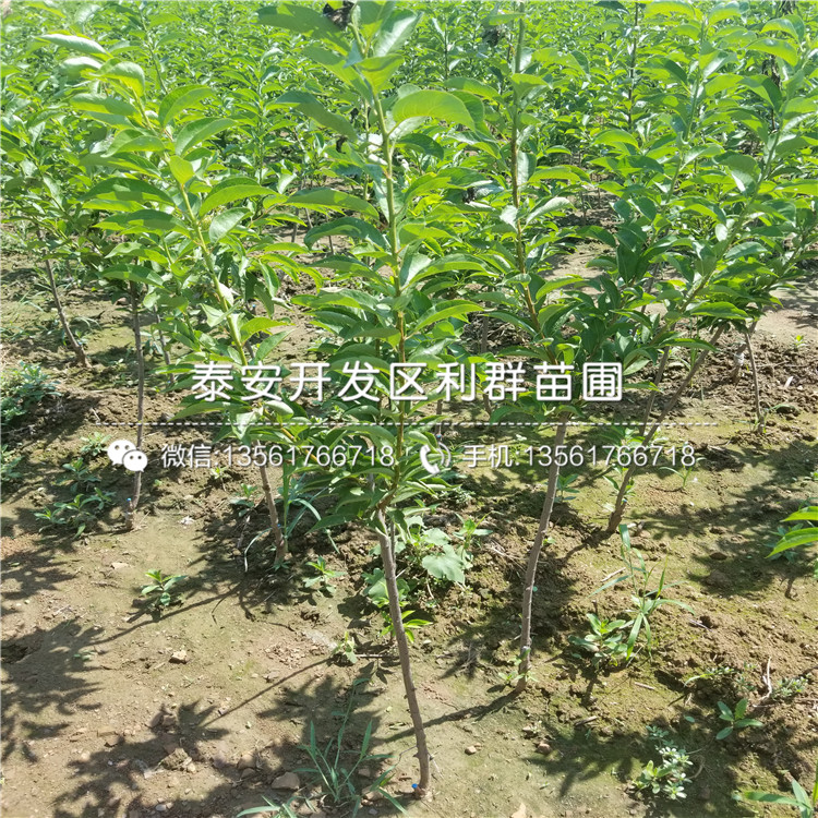 瑪斯義陶芬無花果樹苗新品種