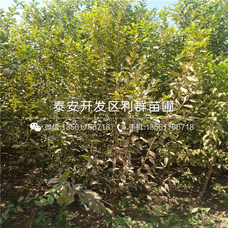 陽(yáng)豐甜柿子樹(shù)苗、陽(yáng)豐甜柿子樹(shù)苗新品種