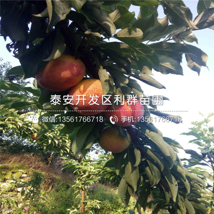 布蘭瑞克無花果樹苗哪里批發(fā)、布蘭瑞克無花果樹苗多少錢一棵
