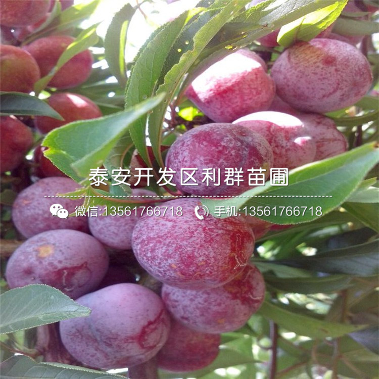 新品種齊佩瓦藍(lán)莓苗、齊佩瓦藍(lán)莓苗多少錢一棵