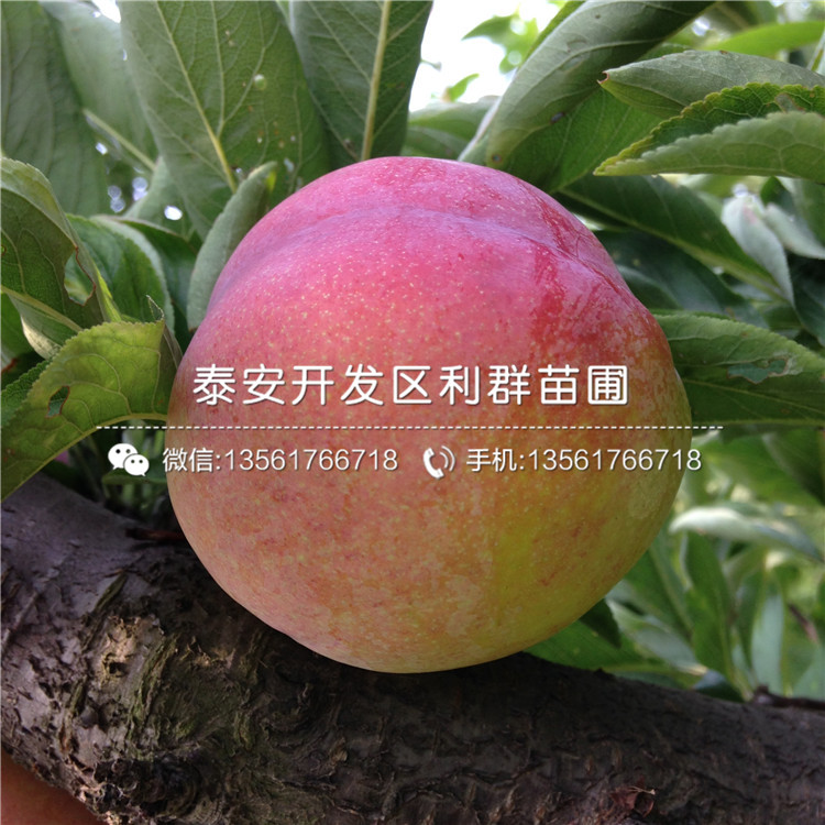 山東潤太一號蘋果苗多少錢一棵