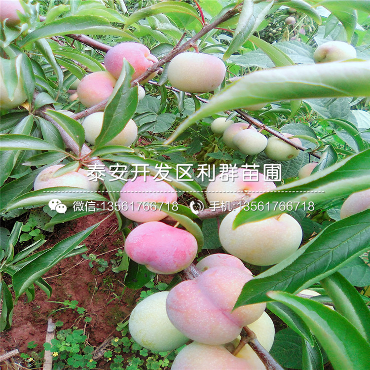波姬紅無花果苗、波姬紅無花果苗批發(fā)基地