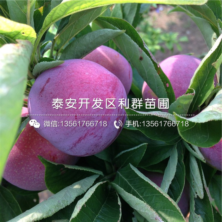 煙富0號蘋果樹苗市場價格、煙富0號蘋果樹苗多少錢一棵