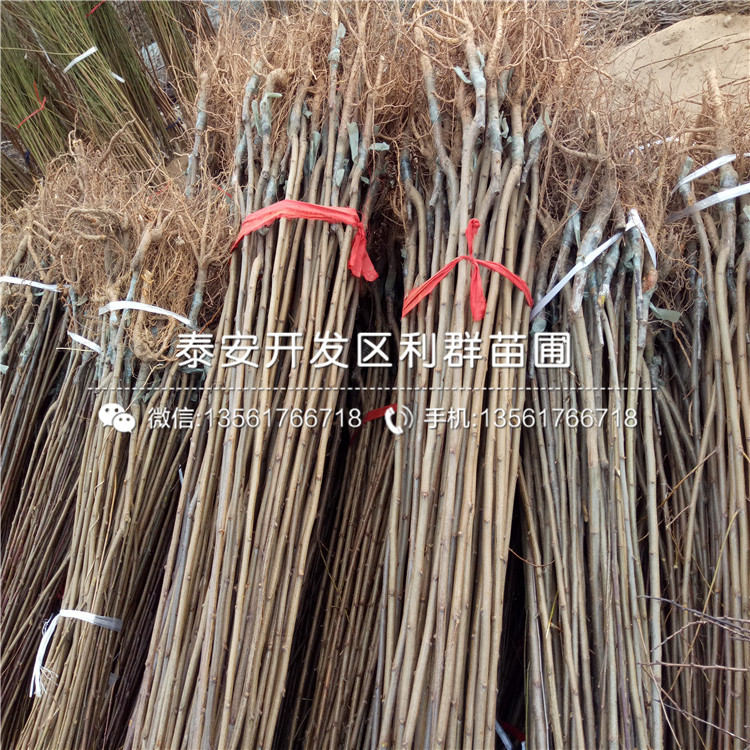 紅寶石李子苗、紅寶石李子苗批發(fā)價(jià)格