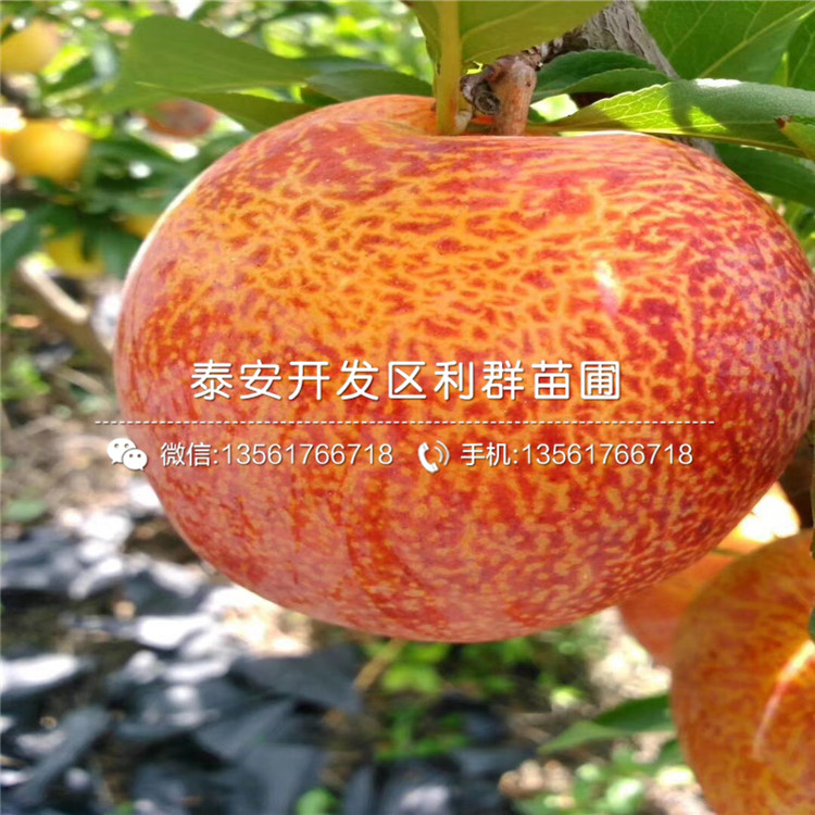 2019年7公分梨苗、2019年7公分梨苗基地