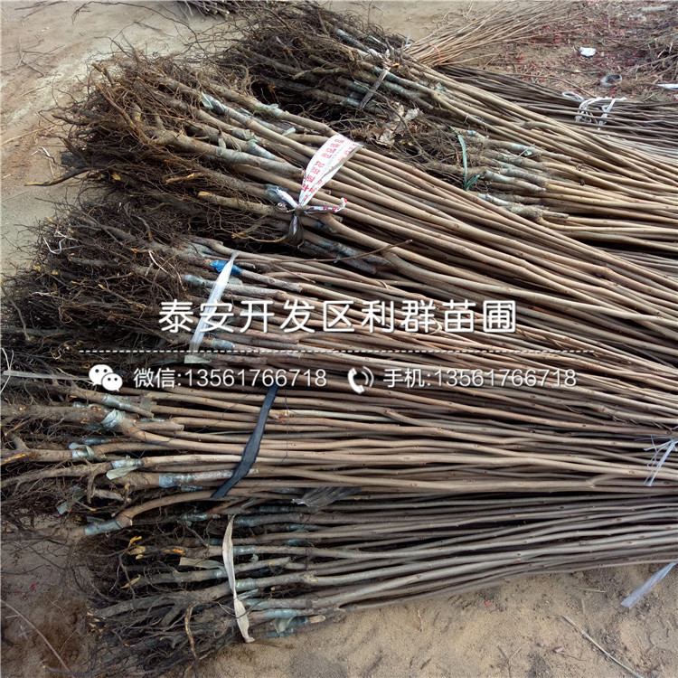 矮化M26蘋(píng)果樹(shù)苗批發(fā)、矮化M26蘋(píng)果樹(shù)苗多少錢(qián)一棵