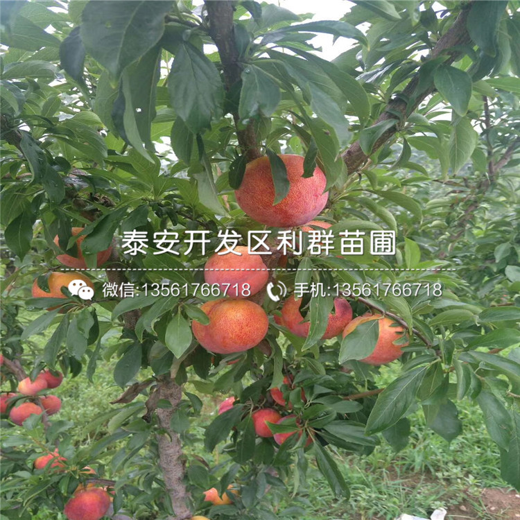 紅貴陽李子樹苗哪里有賣、紅貴陽李子樹苗多少錢一棵