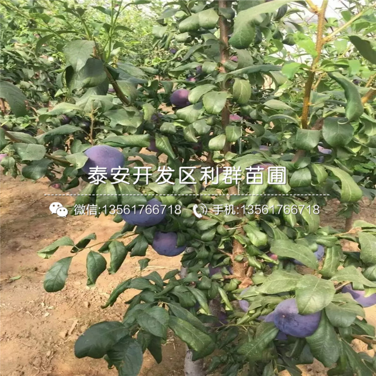 出售板栗樹苗、出售板栗樹苗出售基地