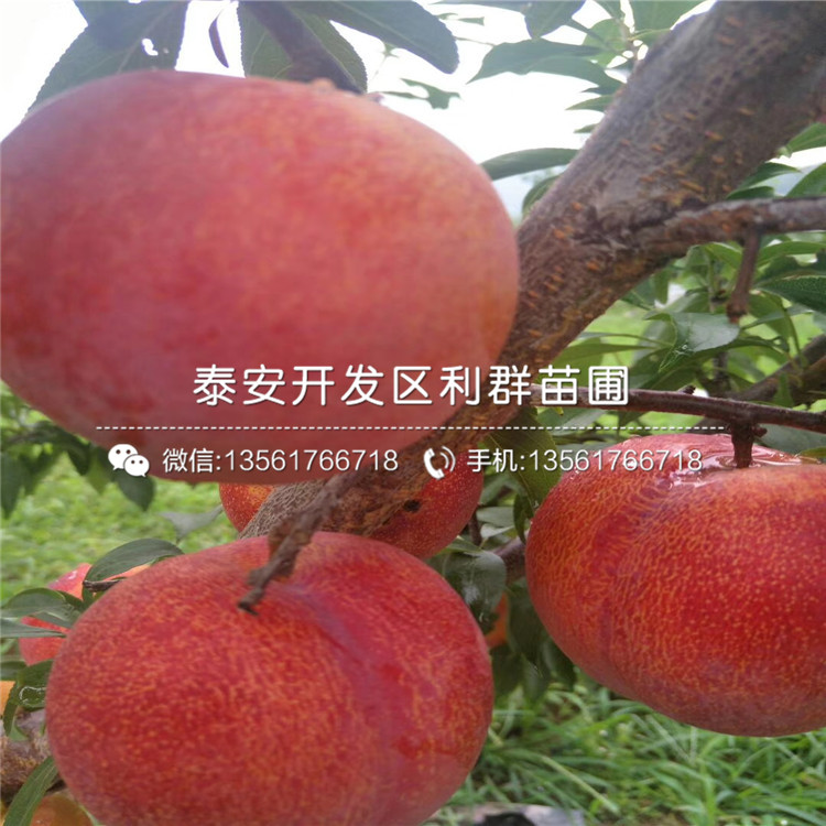 2019年柿子苗、2019年柿子苗市場(chǎng)價(jià)格