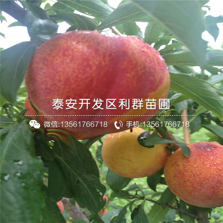 中熟藍莓樹苗供應基地