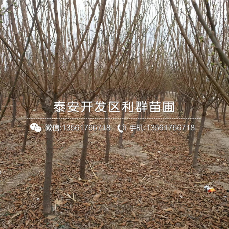 泰山薄殼板栗樹苗品種介紹、泰山薄殼板栗樹苗多少錢一棵