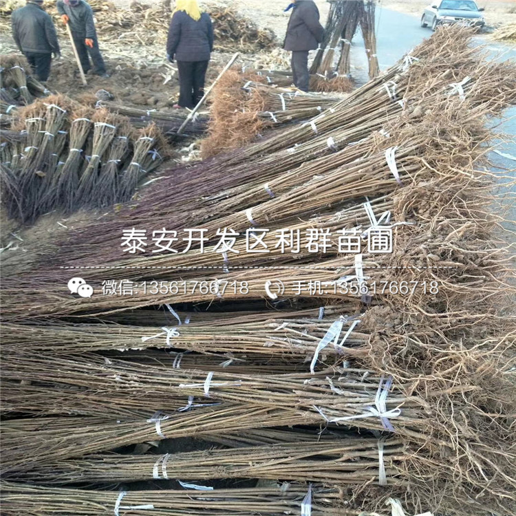短枝矮化蘋果樹苗多少錢一棵、短枝矮化蘋果樹苗批發(fā)價格