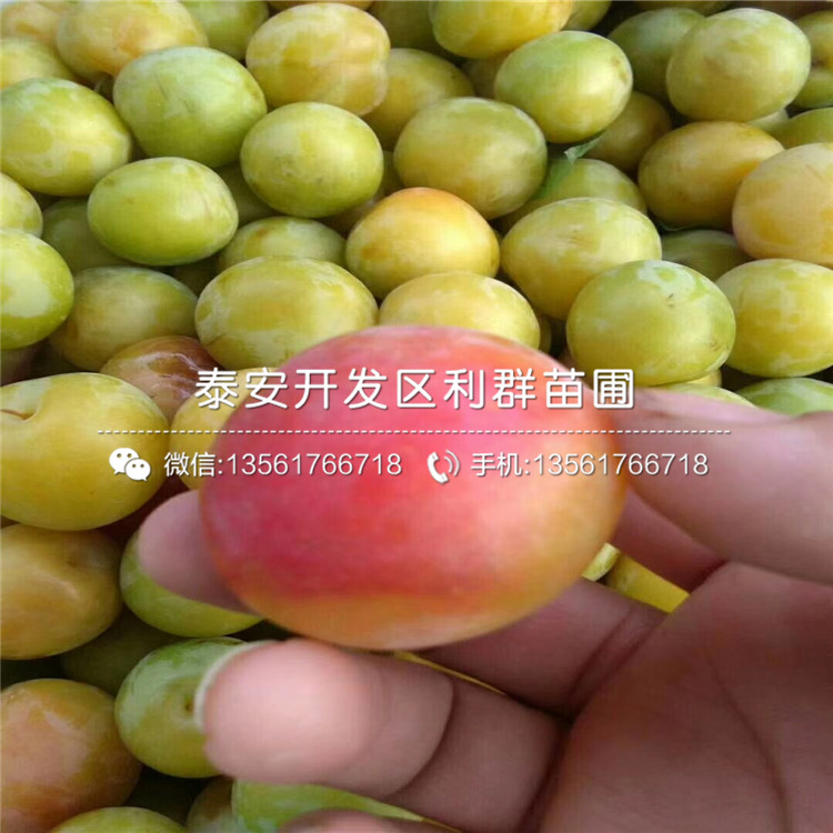 2019年4公分無花果樹苗出售基地